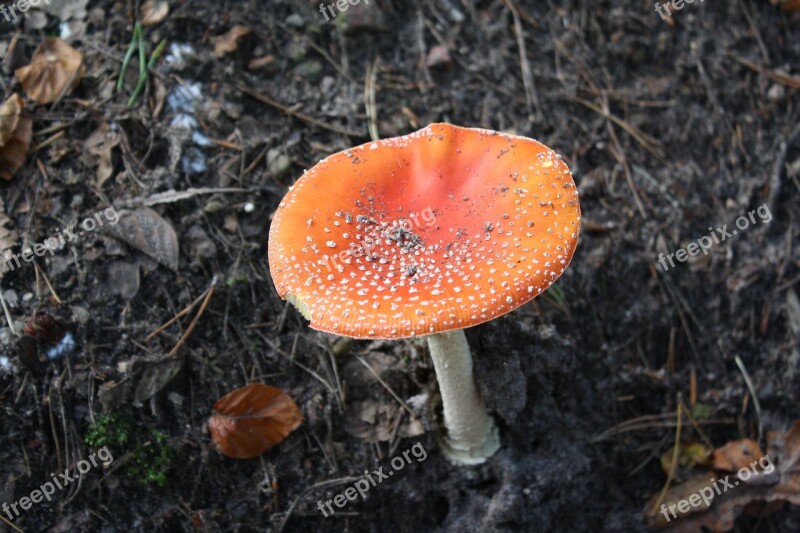 Fly Agaric Forest Hamburg Hamburgensien Free Photos