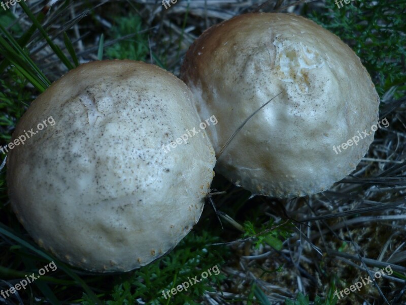 Mushroom Agaric White Heads Black-and-brown Leaves