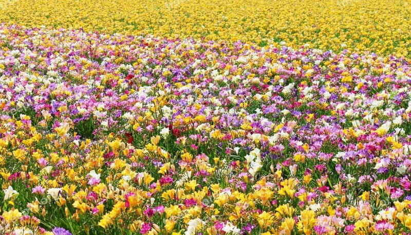 Freesias Field Of Flowers Many Colorful Field