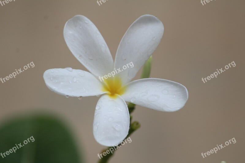 Flower White Rainy Day Raindrops Plant