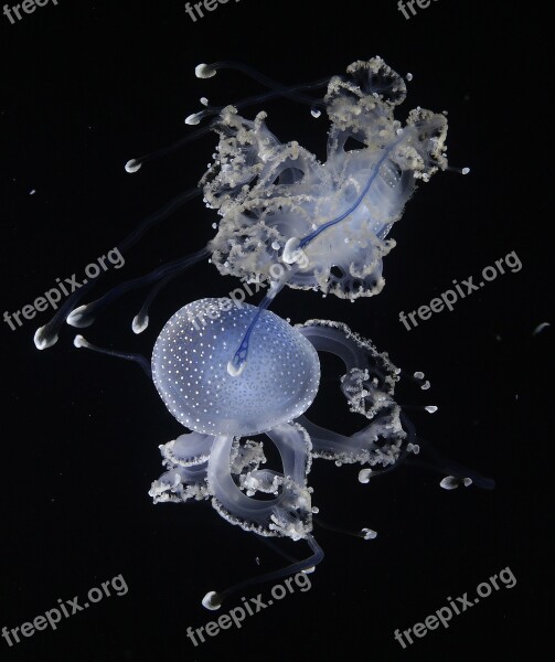 Jellyfish Animal Water Creature Underwater