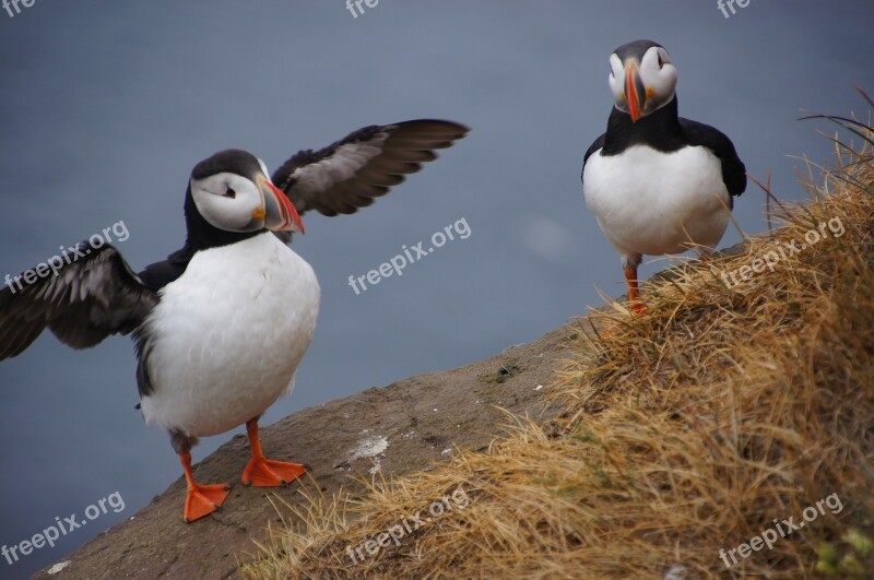 Bird Puffin Iceland Cliff Free Photos