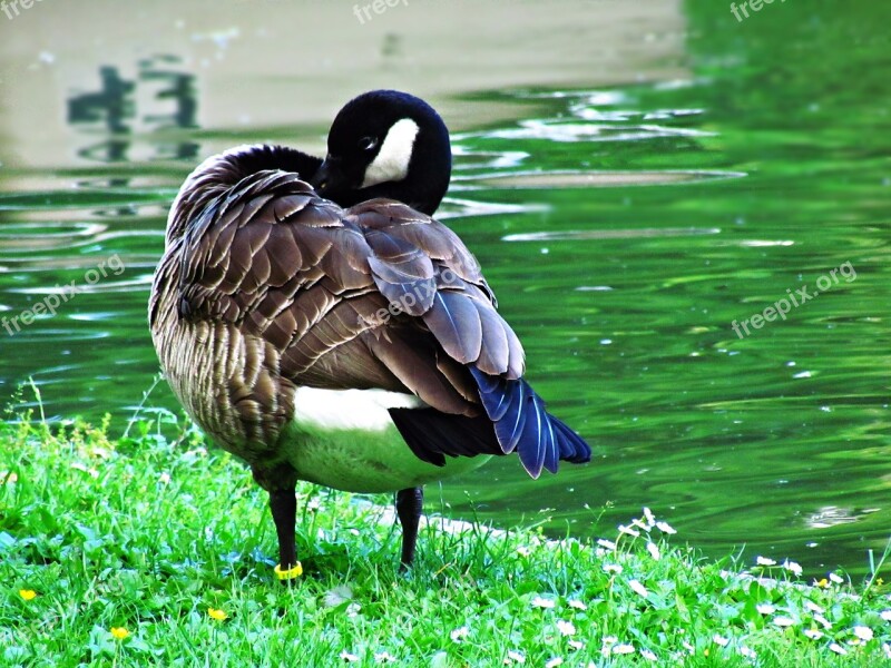 Duck Water Pond Wild Birds Wild