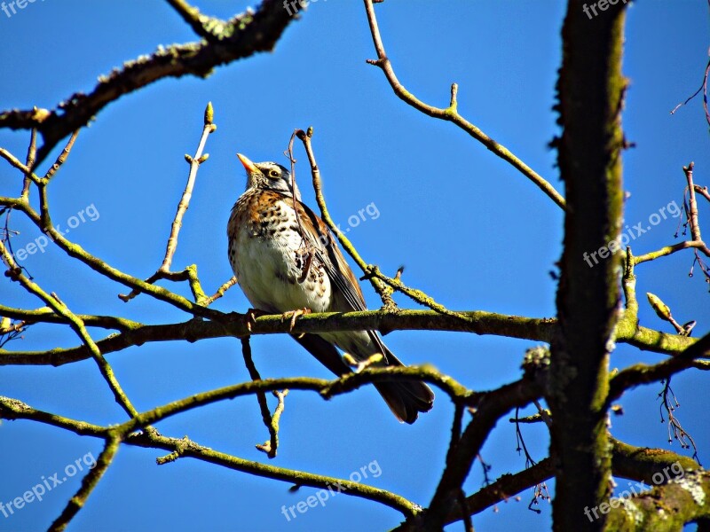 Bird Drozd Park Nature Young