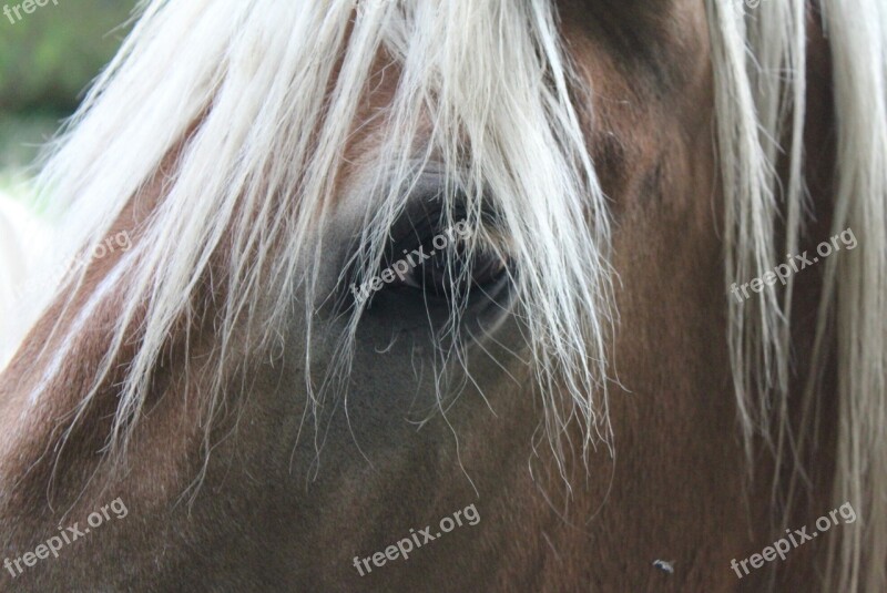 Horse Eye Horse Close Up Haflinger Free Photos