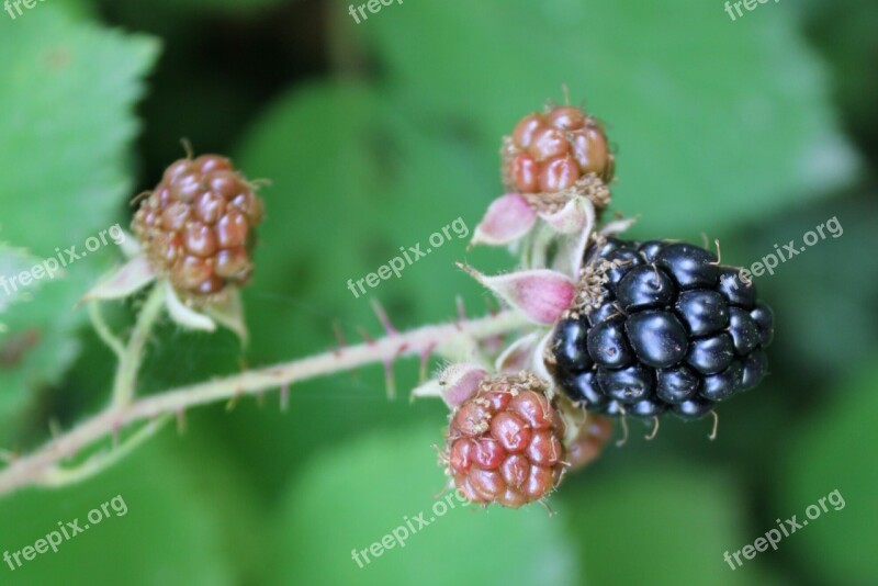 Blackberries Bush Bramble Berries Free Photos