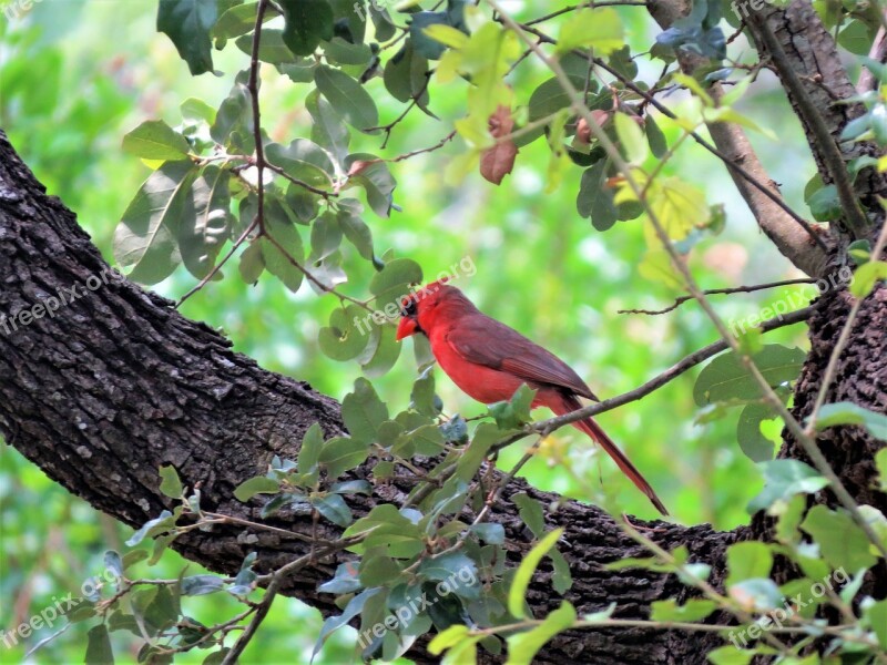 Tree Red Bird Leaves Natural Wildlife