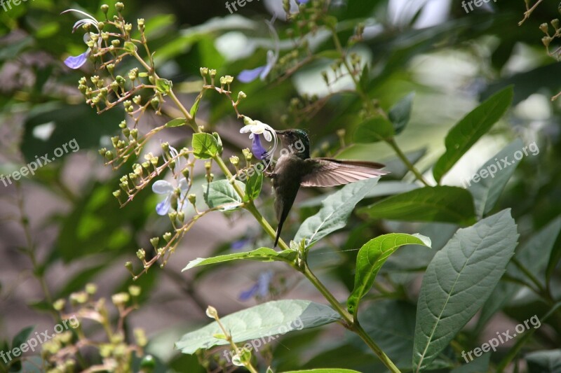 Hummingbird Falle-green Guadeloupe Free Photos