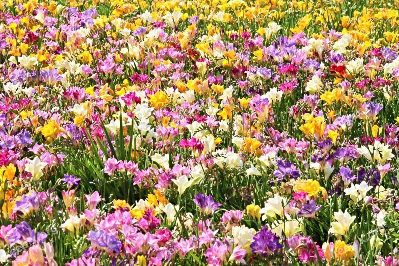 Freesias Field Of Flowers Sea Of Flowers Blütenmeer Colorful