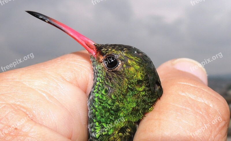 Nature Avez Hummingbird Tominejo Indian