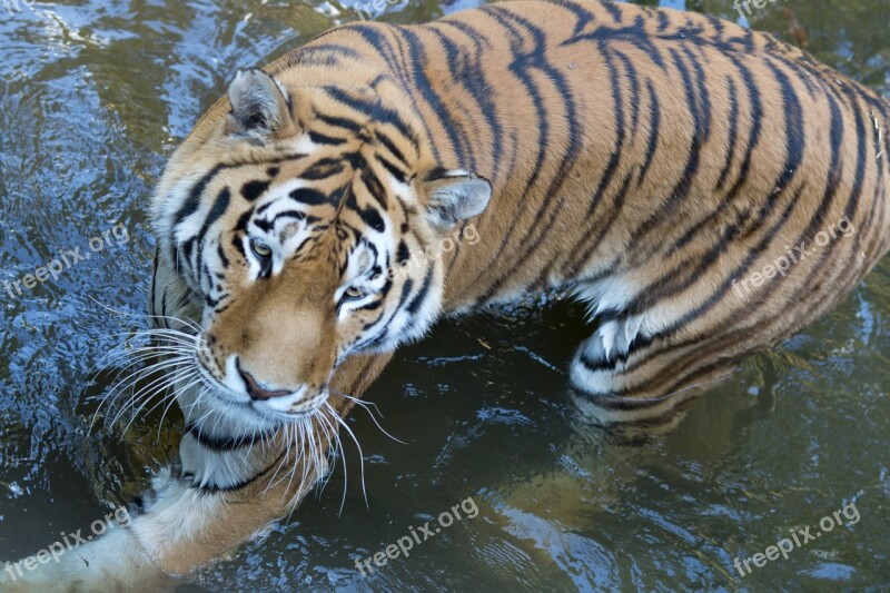 Tiger Pilsen Zoo Swim Water Animal