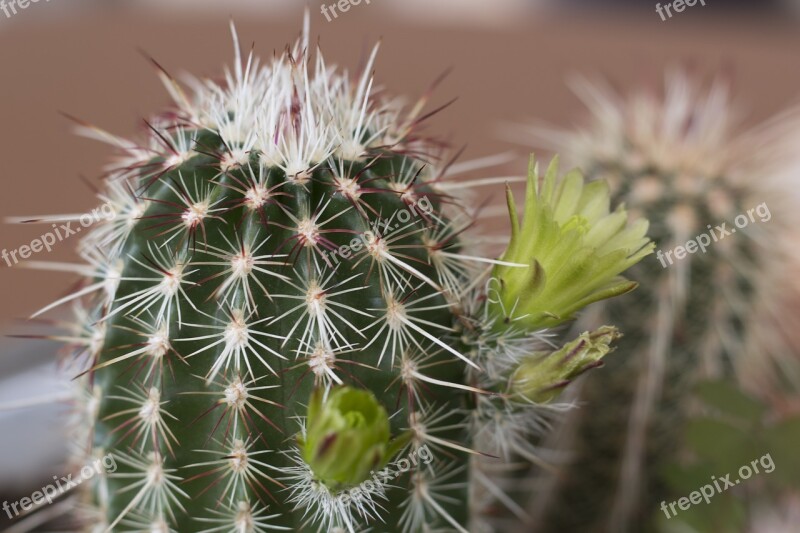 Cactus Flower Plant Green Flower Plants