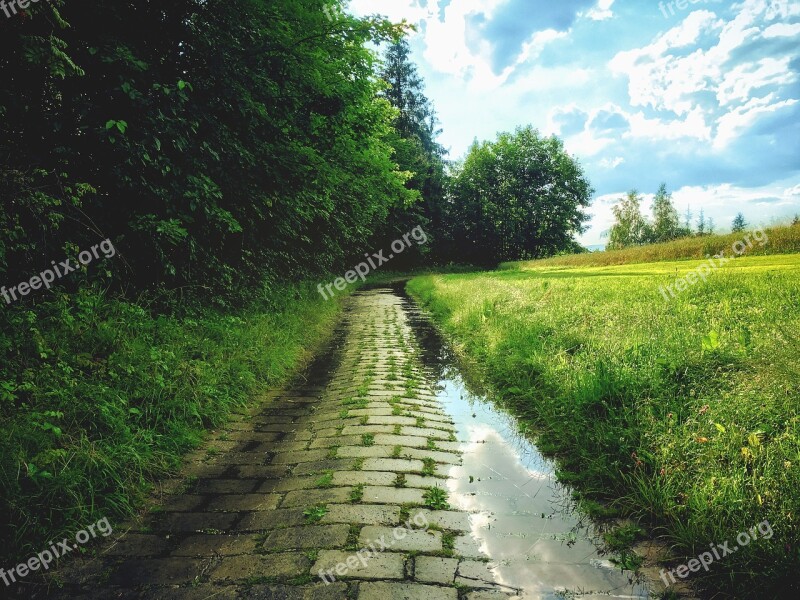 Forest Wet Rain Pavement Paved