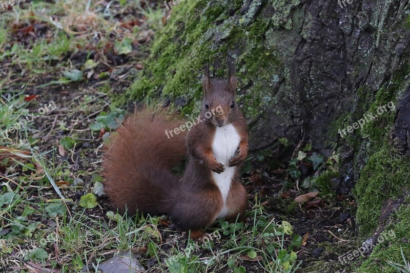 Squirrel Nature Sweet Rodent Forest Animals