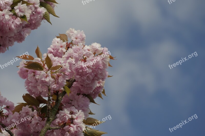 Ornamental Cherry Flowers Japanese Cherry Trees Cherry Blossom Japanese Flowering Cherry