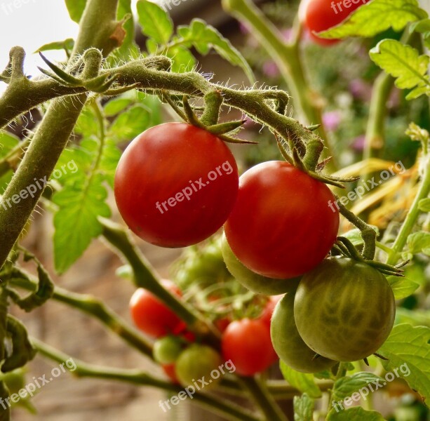 Tomato Vegetables Cultivation Red Bio