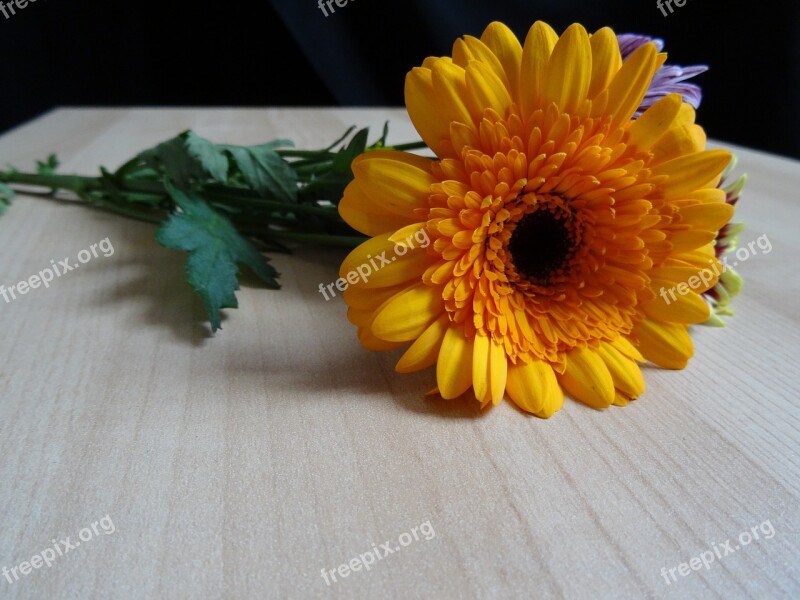 Gerbera Flower Sorry Bloom Yellow