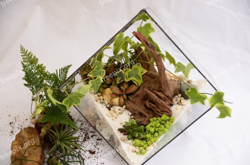 Terrarium Tree Geometric Free Photos