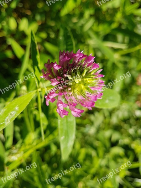 Flower Nature Macro Summer Plant