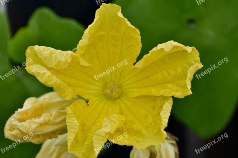 Ridge Gourd Flower Ridge Gourd Yellow Flower Free Photos