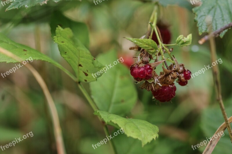 Wild Berry Berry Nature Summer Leaf