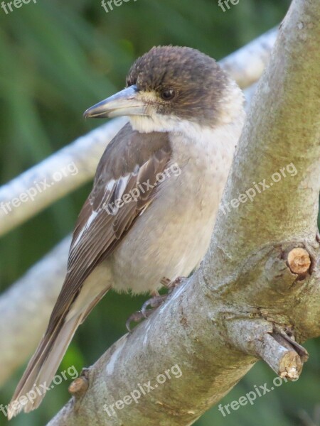 Pied Butcherbird Juvenile Australia Cracticus Nigrogularis Birds