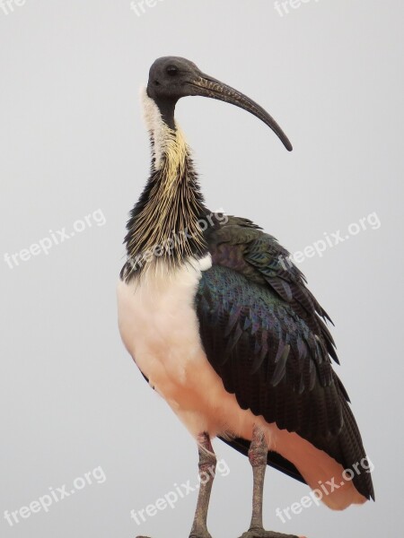 Straw-necked Ibis Threskiornis Spinicollis Birds Ibis Threskiornis