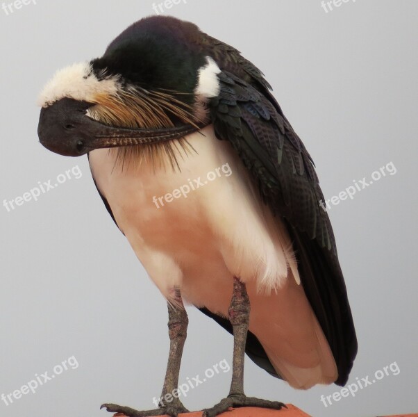 Straw-necked Ibis Threskiornis Spinicollis Birds Ibis Threskiornis