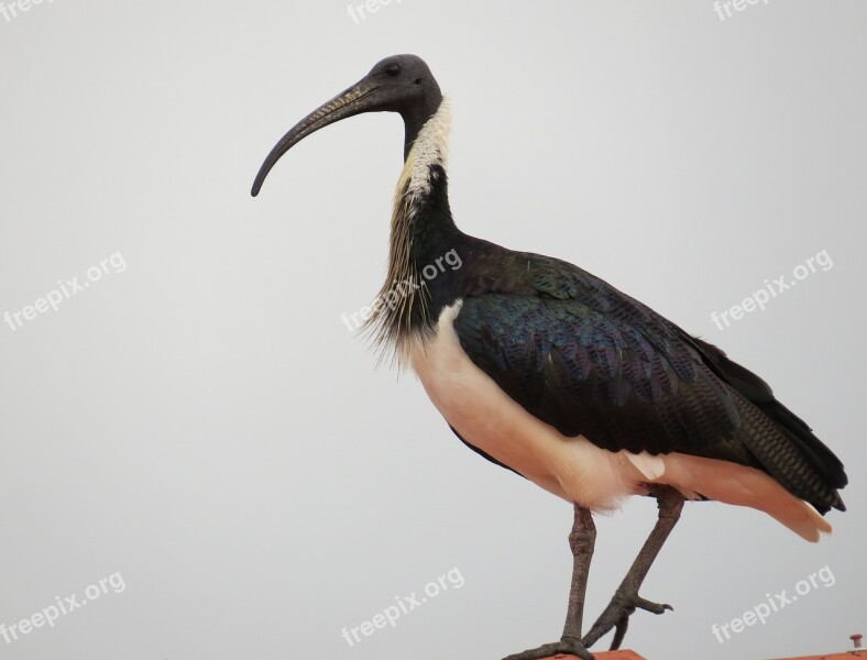 Straw-necked Ibis Threskiornis Spinicollis Birds Ibis Threskiornis