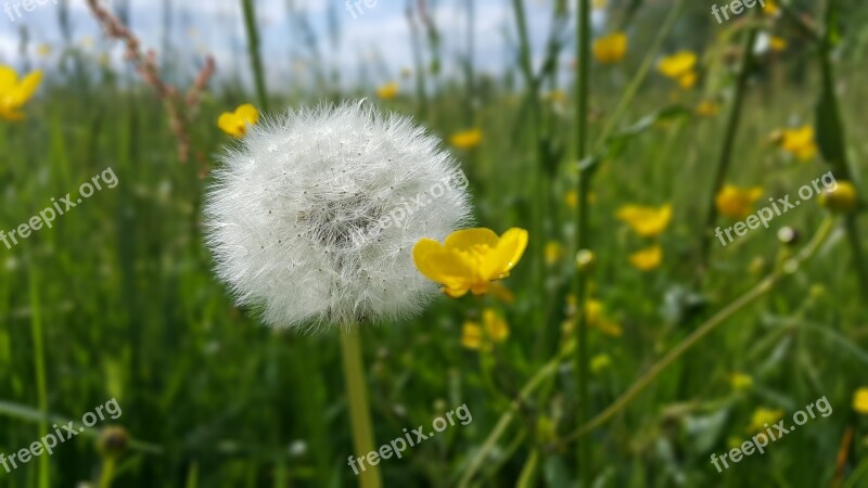 Meadow Plant Plants Flower Grass