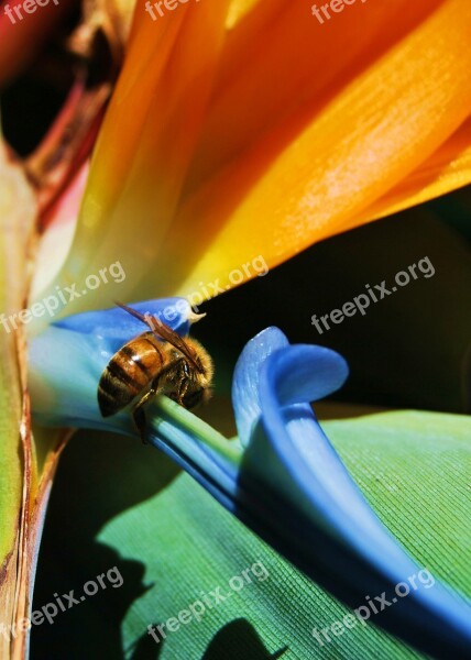 Bee Bird Of Paradise Insect Nature Tropical