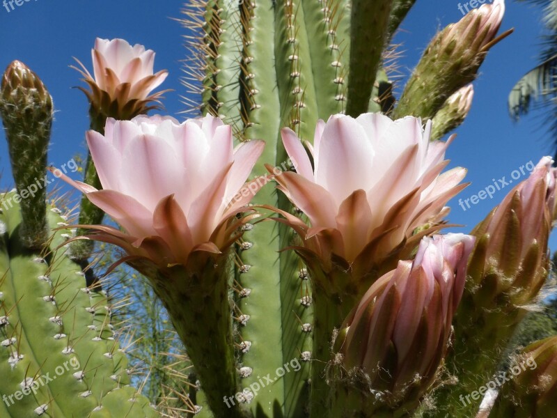 Cactus Flower Bloom Cacti Wild