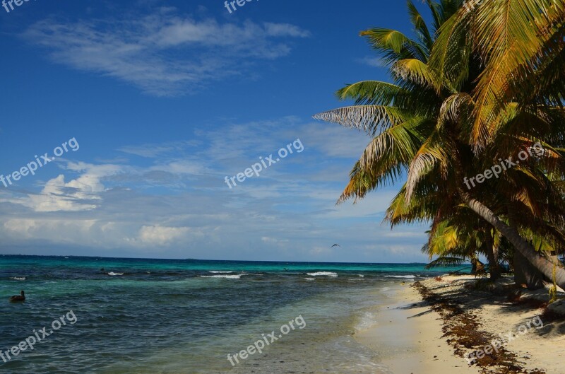 Beach Belize Caribbean Sea Ocean