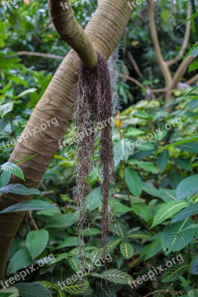 Nature Tree Jungle Forest Trees