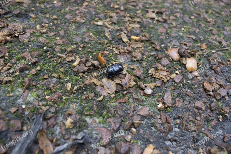 Scarab Insect Leaf Forest Jupilles