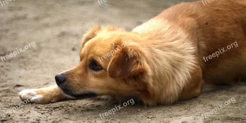 Image Dog The Field Quimbaya Colombia