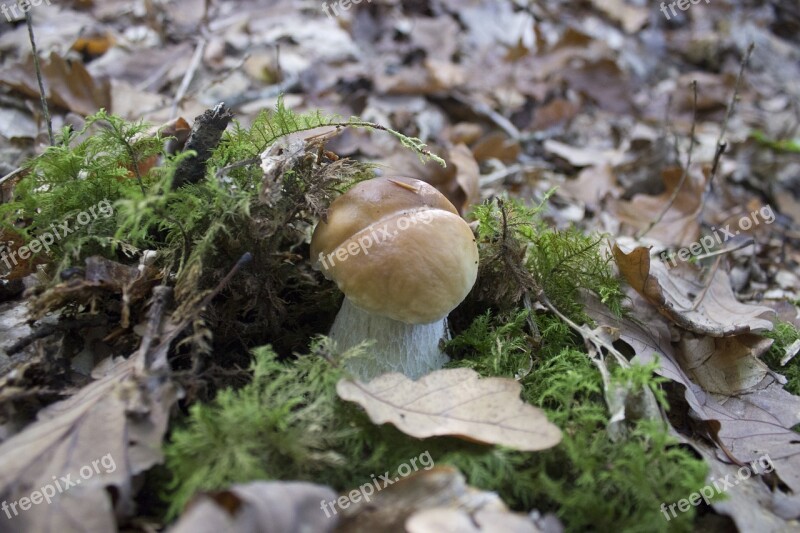 Fungus Red Mushroom White Nature Poisonous Mushroom