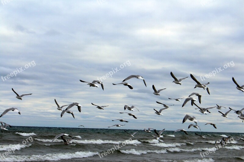 Birds The Seagulls Sea Birds Flying Birds Sky