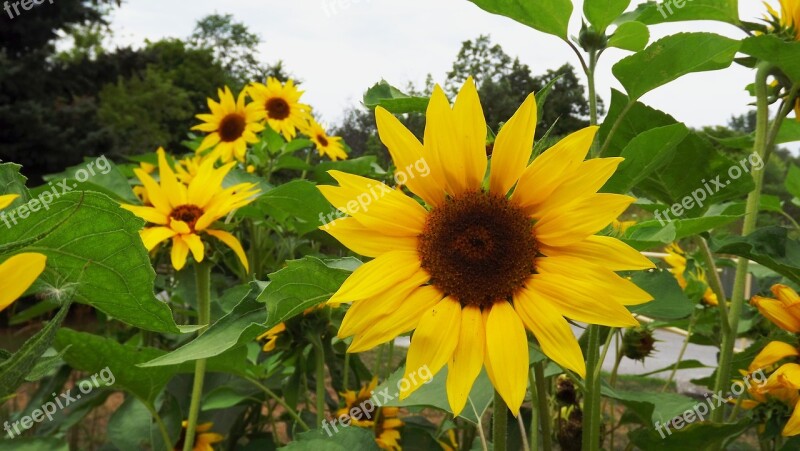 Flora Plants Ornamental Sunflower Flower Flowering