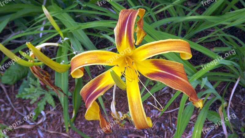 Flora Plants Flower Daylilies Flowering Plants