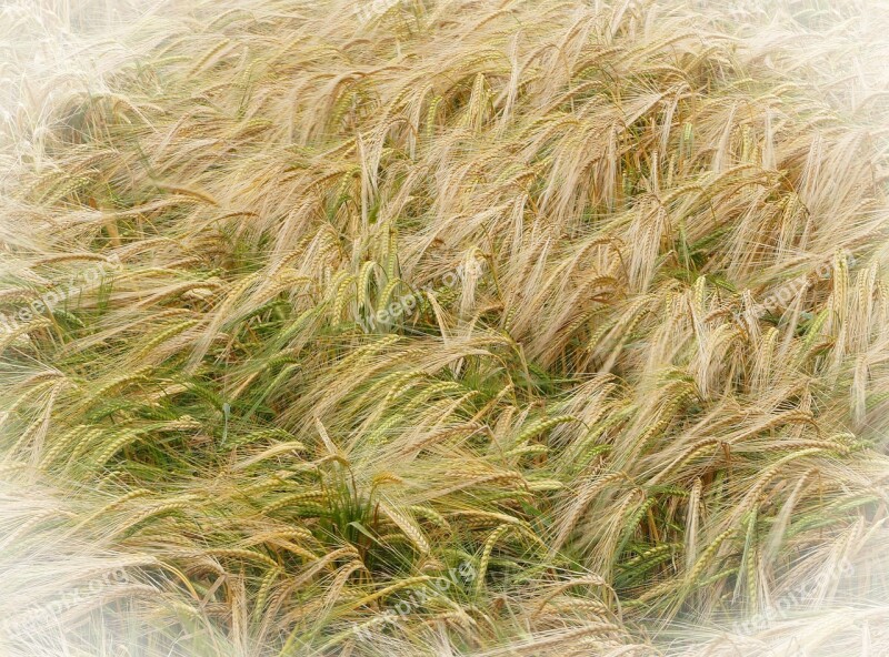 Barley Agriculture Yellow Grain Harvest