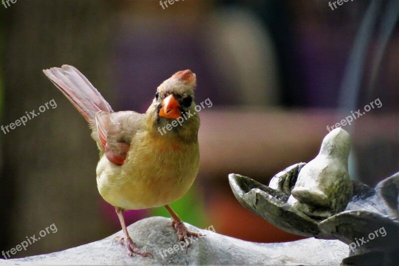 Bird Colorful Wildlife Bird Bath Free Photos