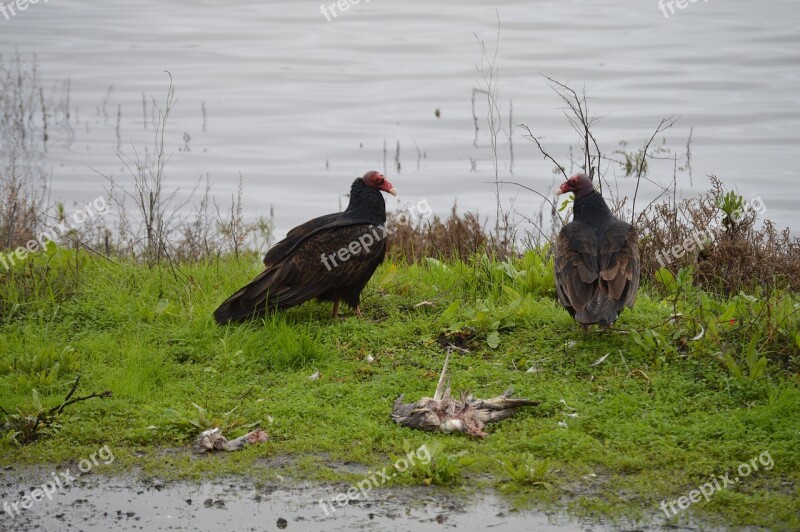 Vultures Birds Carrion Scavenger Nature