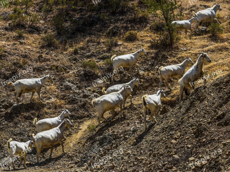 Goats Forest Nature Animal Rural