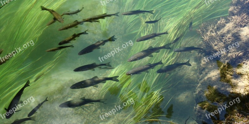 Fish Trout Water Natural Free Photos