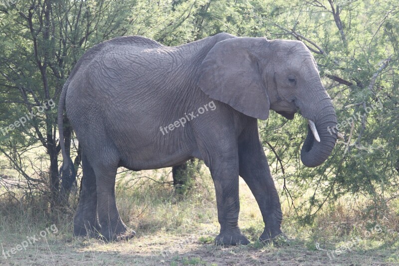 Elephant Africa Safari Wildlife Nature