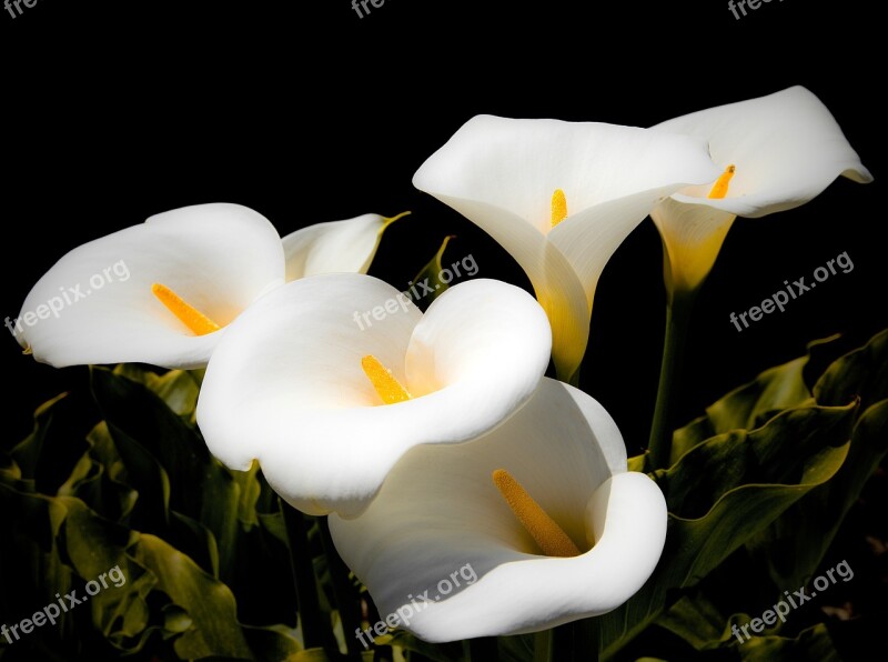 Calla Lilies Lilies White Blossom Bloom