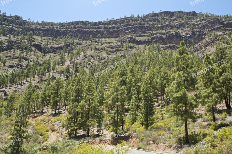 Gran Canaria Mountain Forest Hiking Spain