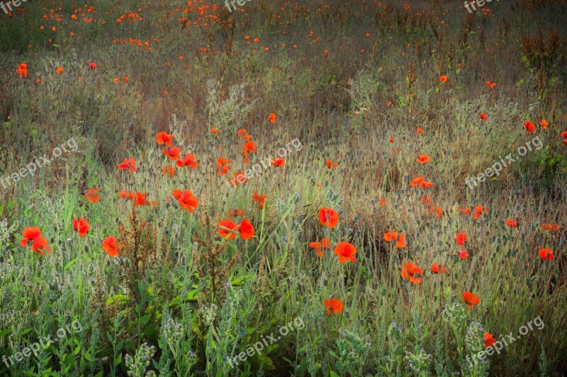 Flowers Meadow Nature Bloom Flora