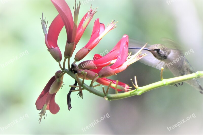 Bird In Flight Hummingbird Feeding Red Flower